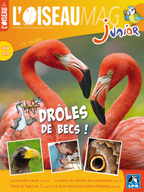 Couverture de l'OISEAU MAG JUNIOR n°3